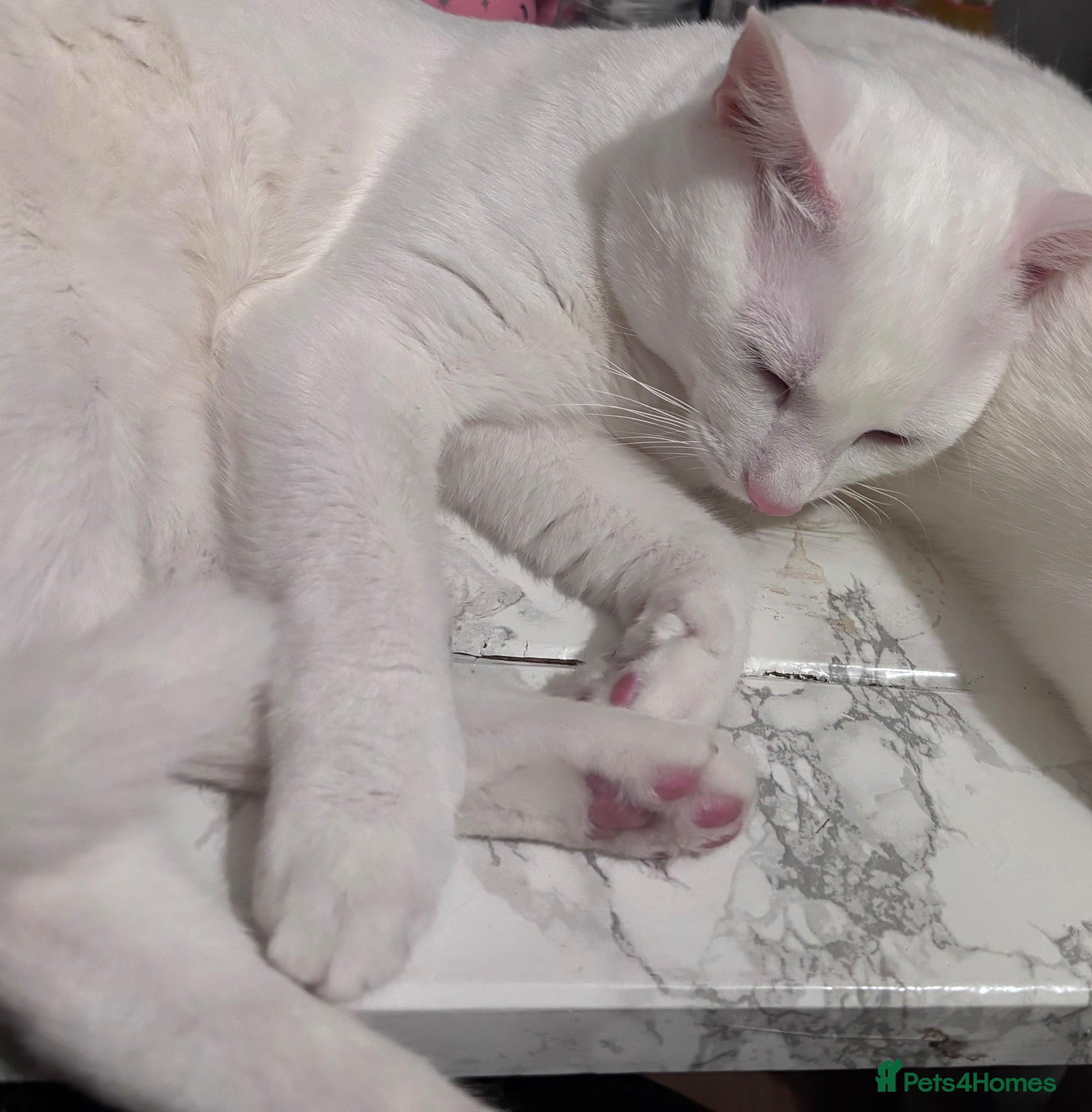 Domestic Shorthair cats  Loving White Male Cat Looking for a Forever Home - Advert 9
