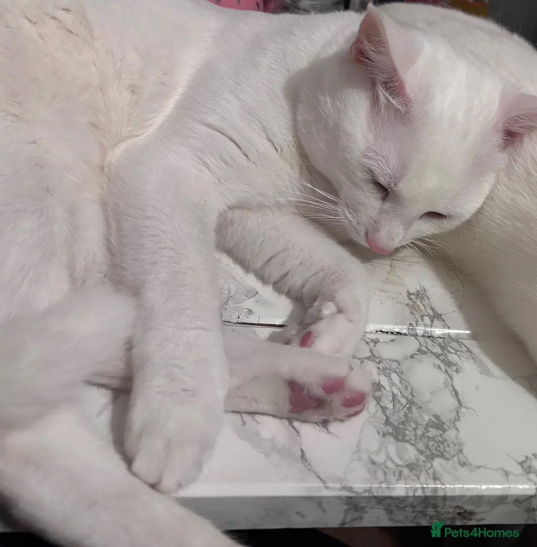 Domestic Shorthair cats for sale:  Loving White Male Cat Looking for a Forever Home in London - Advert 1