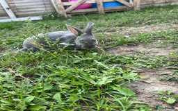 Rex rabbits for sale: Full bred Rex rabbit  - Image 2