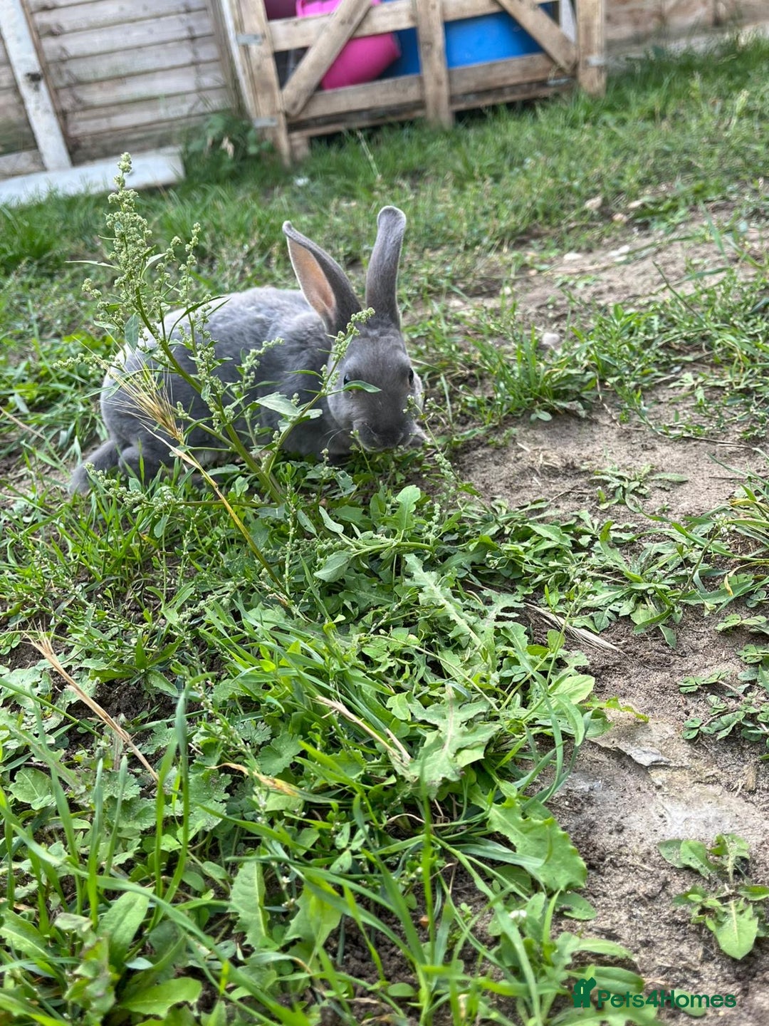 Rex rabbits for sale: Full bred Rex rabbit  - Image 2