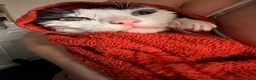 Mixed Breed cats for sale: Black and white cat  - Advert 9