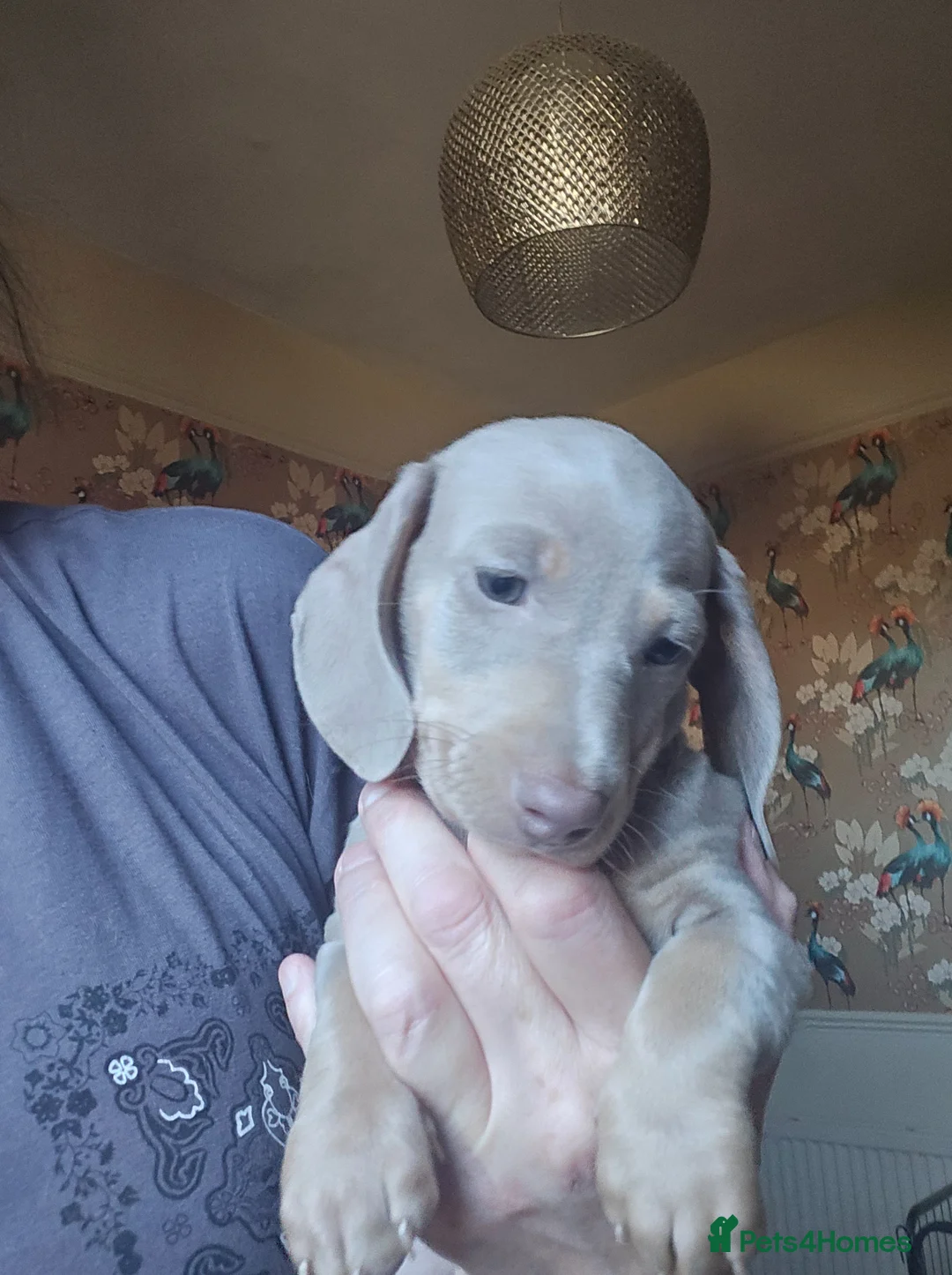 Miniature Dachshund dogs for sale: ONE FEMALE miniature Dachshund puppy - Advert 2