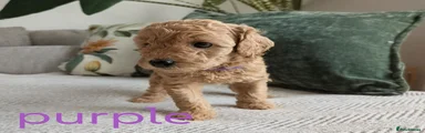 Pink/Purple Collar Girl