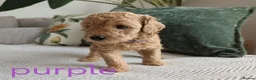 Miniature Poodle dogs for sale: KC Registered Red & Apricot Miniature Poodles - Advert 17