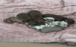 Dachshund dogs for sale: Mini Dachshunds 2 weeks old - Image 1