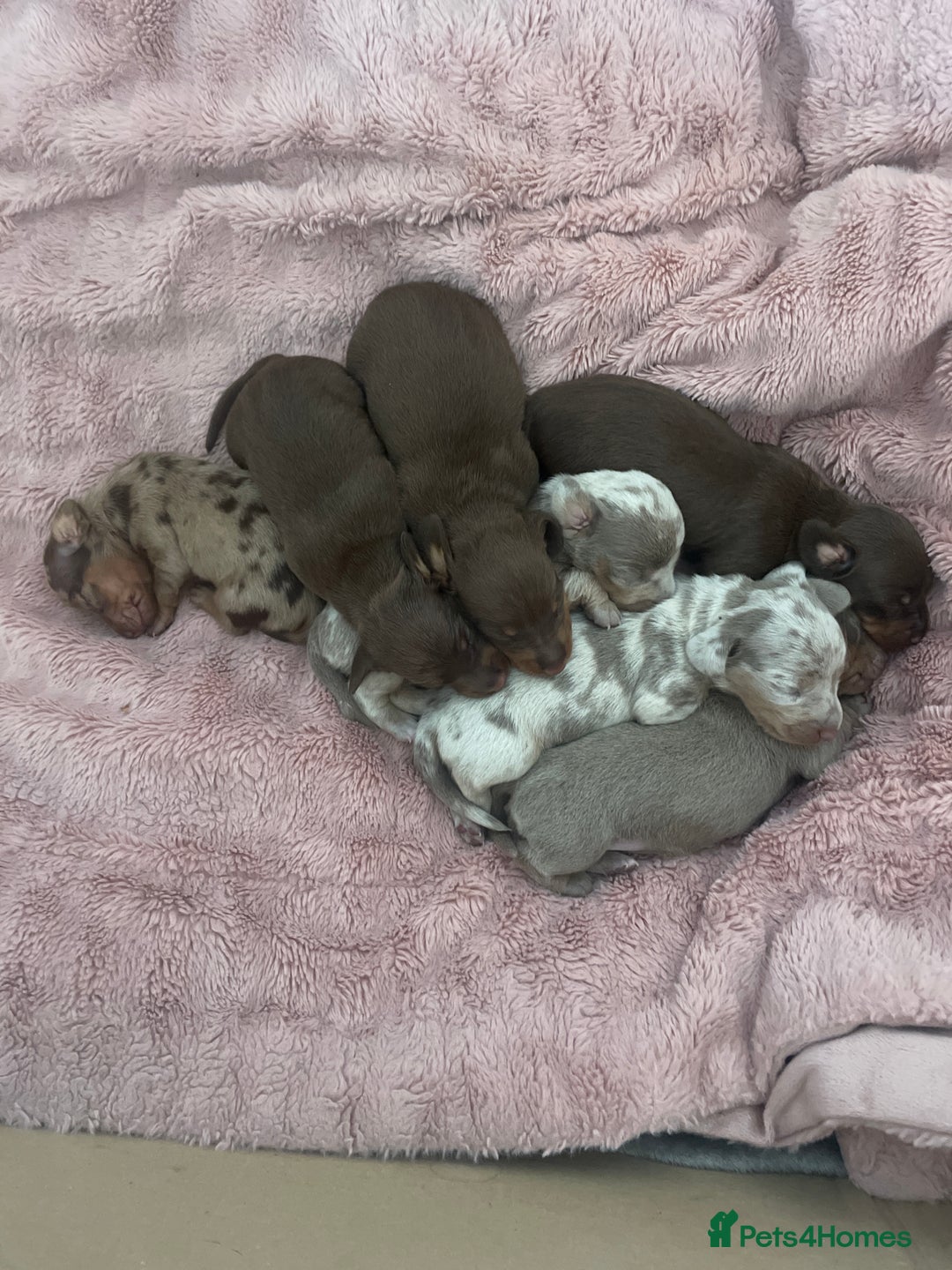 Dachshund dogs for sale: Mini Dachshunds 2 weeks old - Image 1