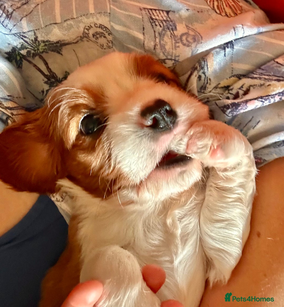 Cavalier King Charles Spaniel dogs for sale: Kc Cavalier King Charles Spaniel pups DNA tested  - Image 9