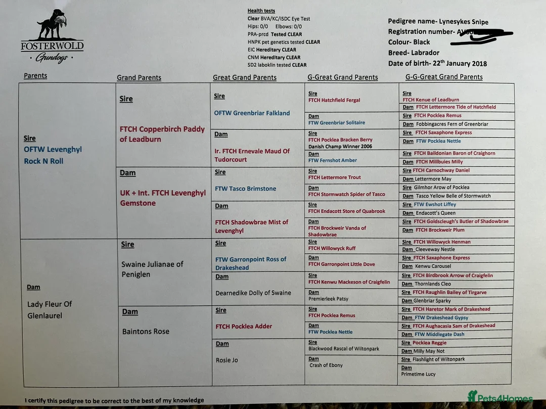 Labrador Retriever dogs for stud: 0/0 HIP & ELBOWS FULLY HEALTH TESTED BLACK STUD in Malton - Advert 13