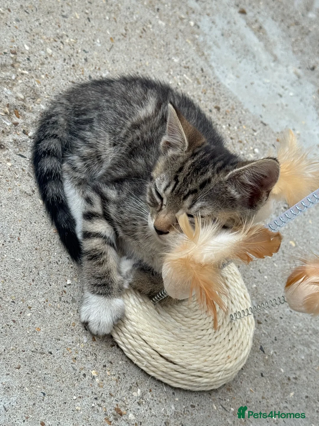 Mixed Breed cats for sale: Mummy And kitten  in Colchester - Advert 2