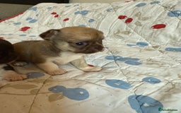 Chihuahua dogs for sale: Health tested & KC Reg Chocolate sable boy left! - Advert 4