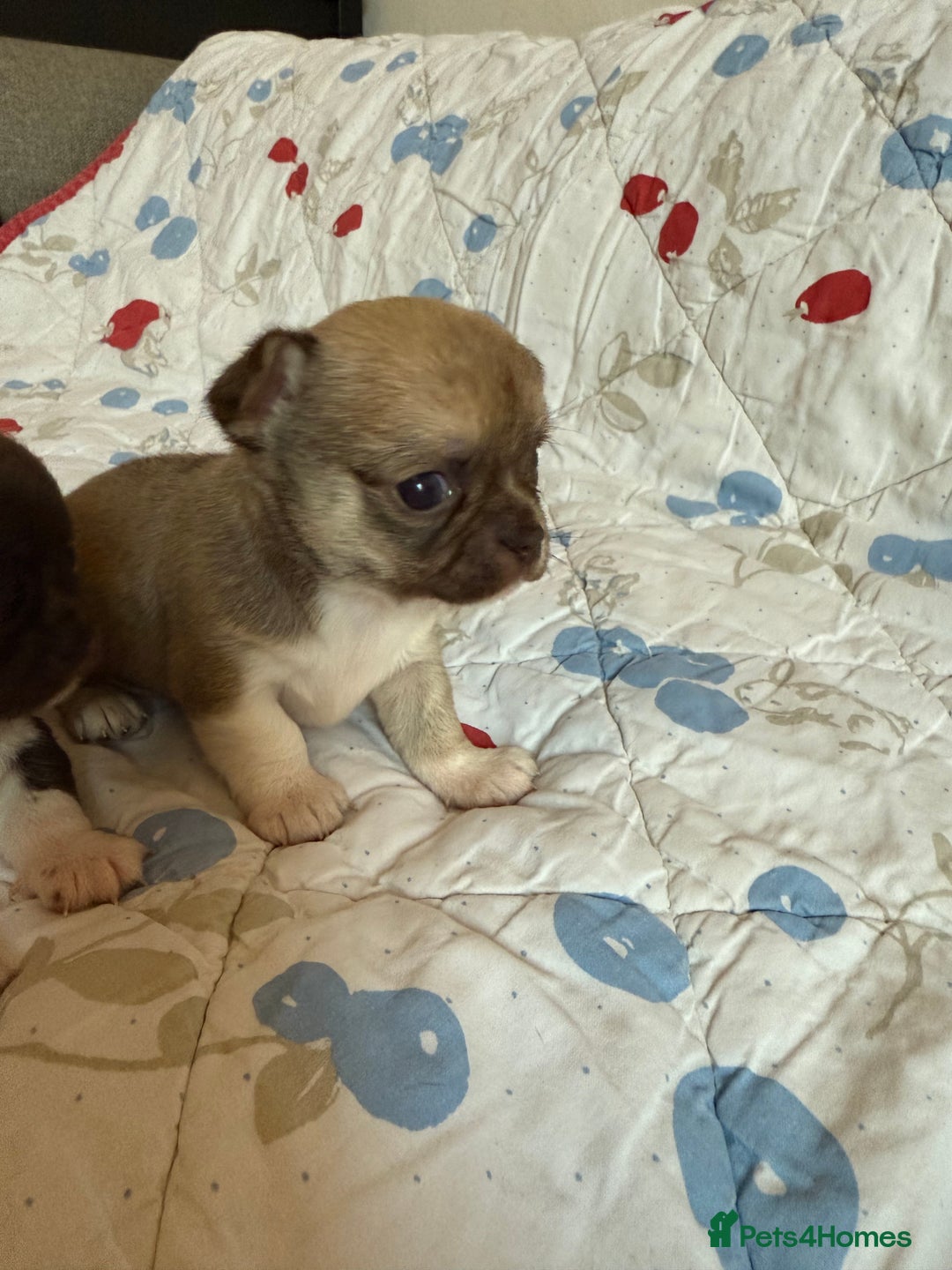 Chihuahua dogs for sale: Health tested & KC Reg Chocolate sable boy left! - Advert 4