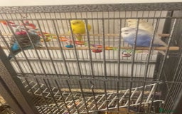 Budgerigars birds for sale: 4 Budgies, large cage and all accessories included - Advert 1