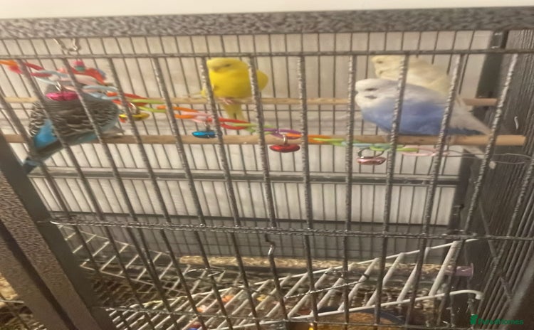 Budgerigars birds 4 Budgies, large cage and all accessories included - Advert 2