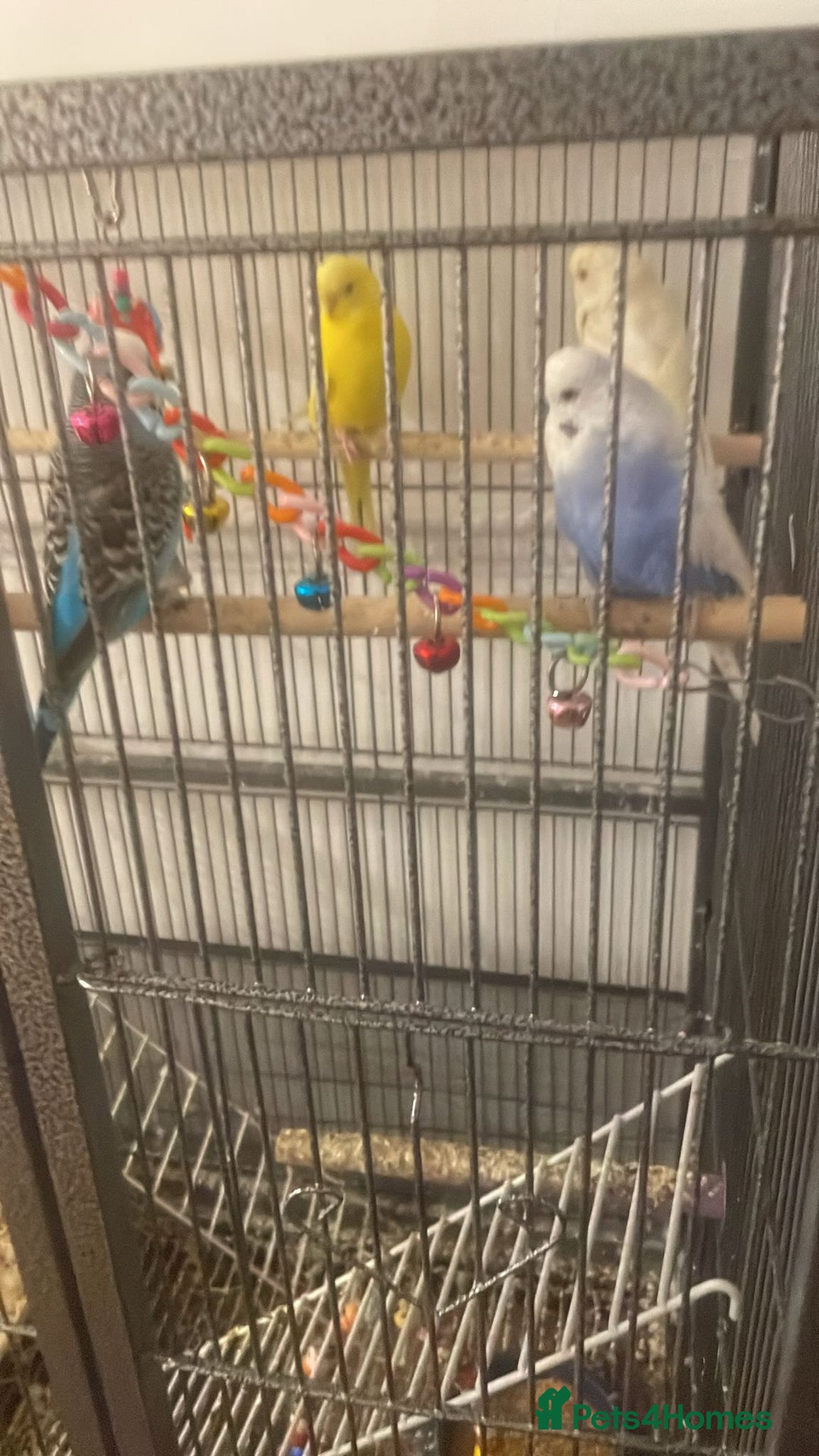 Budgerigars birds for sale: 4 Budgies, large cage and all accessories included - Advert 1