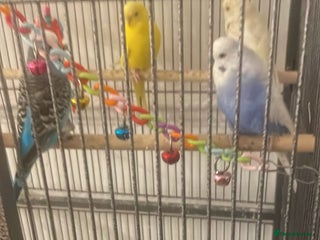 Budgerigars birds 4 Budgies, large cage and all accessories included - Advert 2
