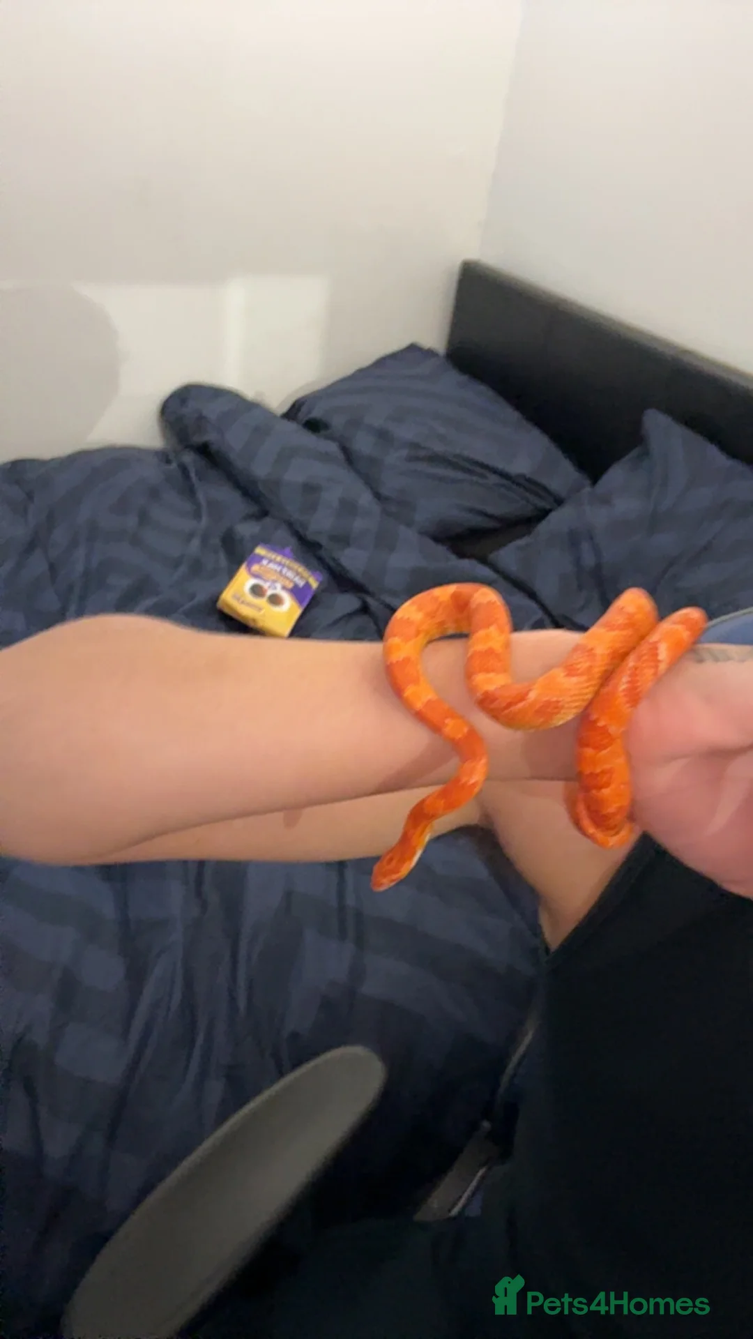 Corn Snake reptiles for sale: Charlie britton in Bury Saint Edmunds - Advert 2