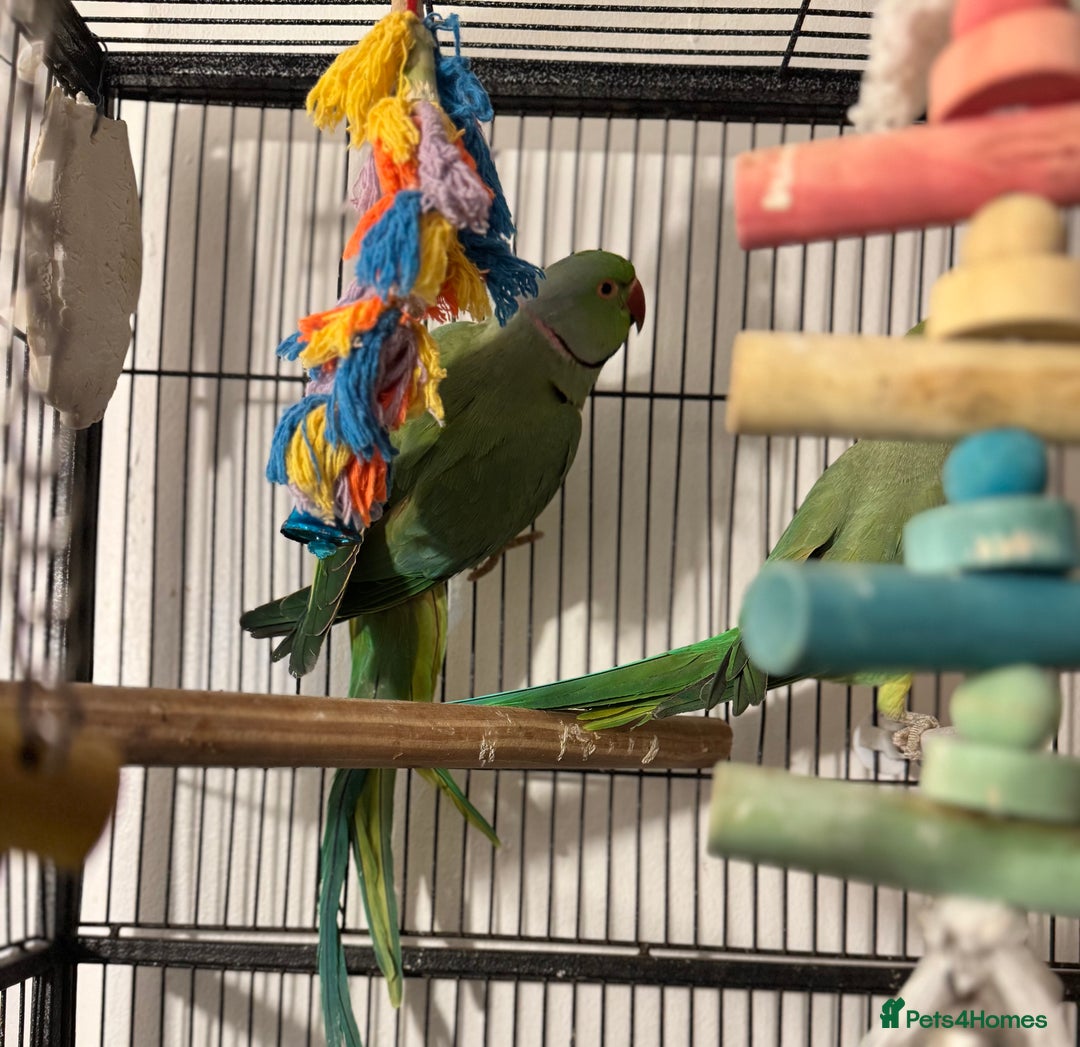 Ringnecks birds for sale: GREEN RINGNECKS PAIRS - Image 1
