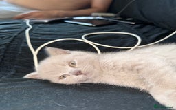British Shorthair cats for sale: Adorable British Shorthair Female🐱😍💞✨ - Image 2