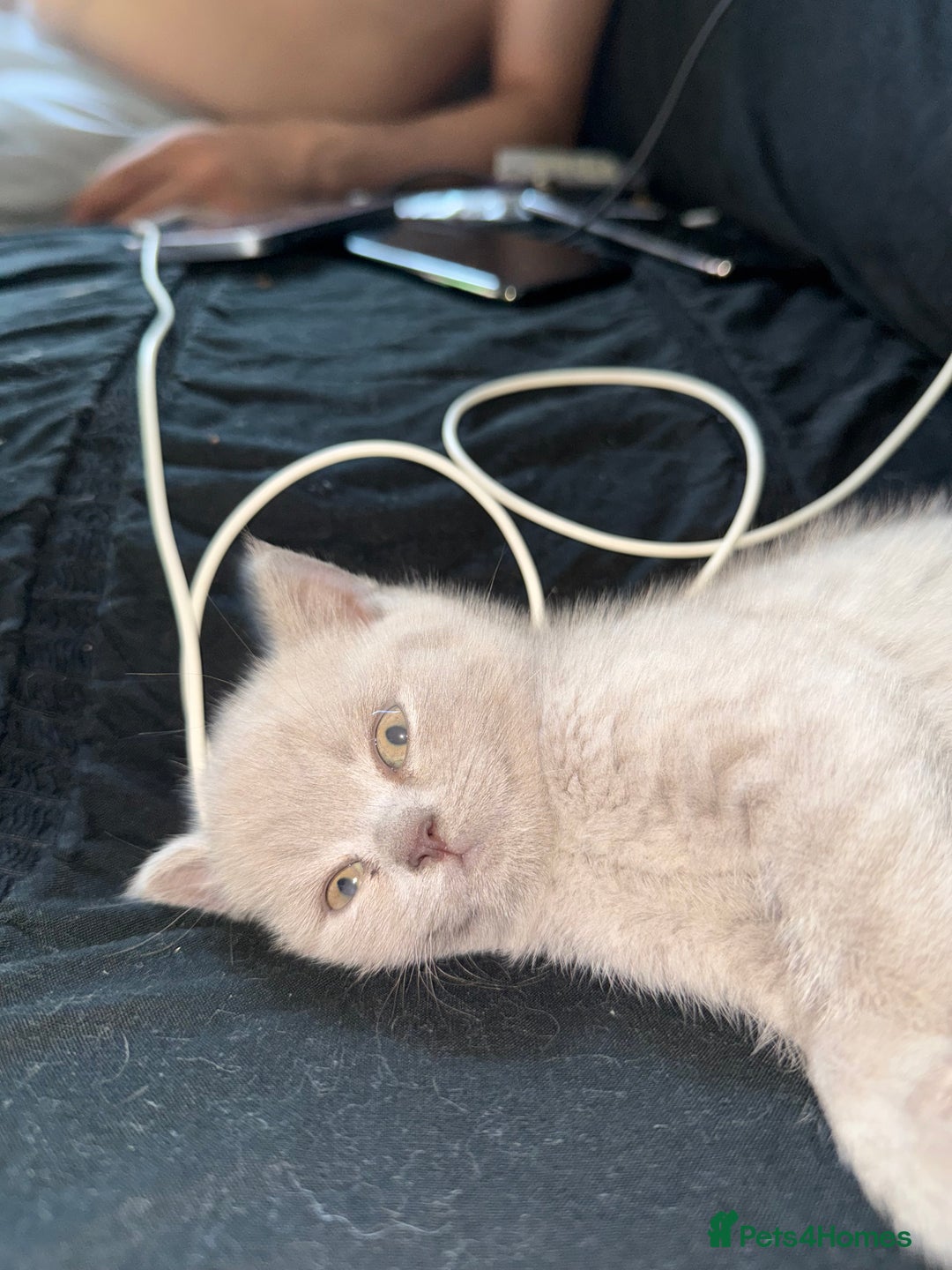 British Shorthair cats for sale: Adorable British Shorthair Female🐱😍💞✨ - Image 2