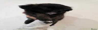 Puppy 5