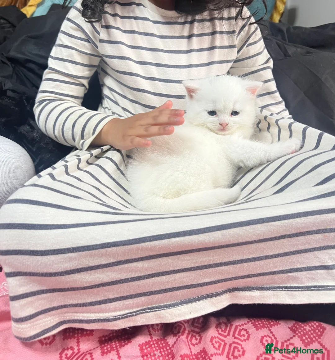 British Shorthair cats for sale: BSH Kitten | RARE pedigree, heterochromia - Advert 5