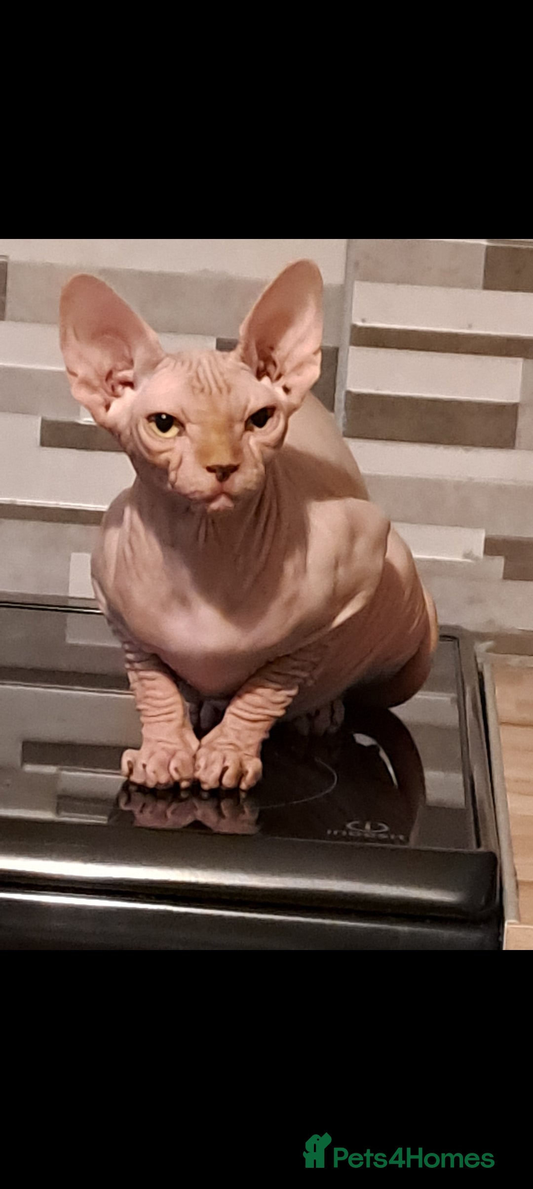 Sphynx cats for sale: Pink spyhnx spayed 2 year old  - Advert 3