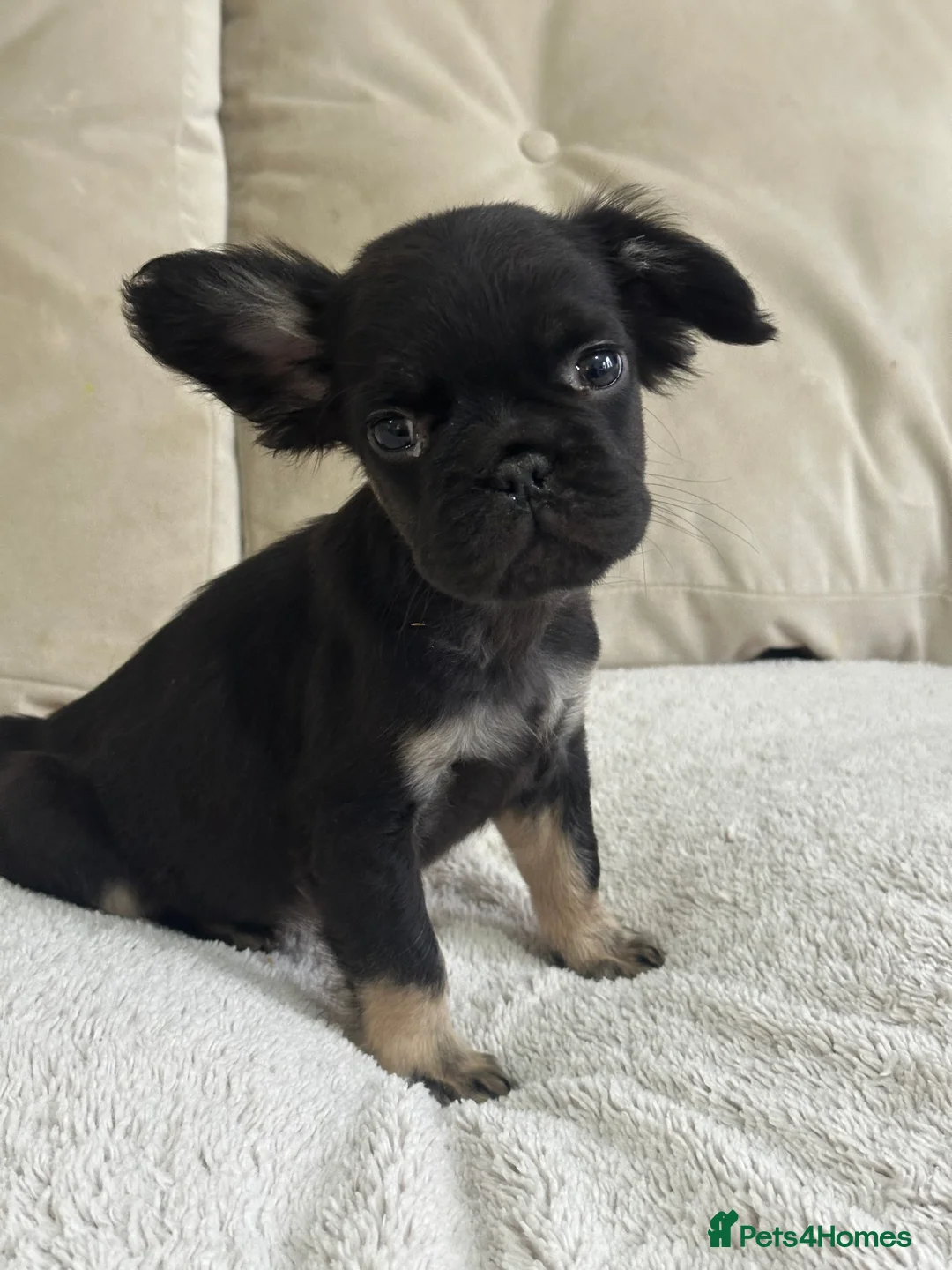 French Bulldog dogs for sale: *Full Fluffy KC Reg. Frenchie puppies* - Advert 6