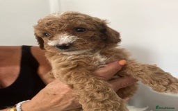 Australian Labradoodle dogs for sale: Australian Labradoodle  - Image 3