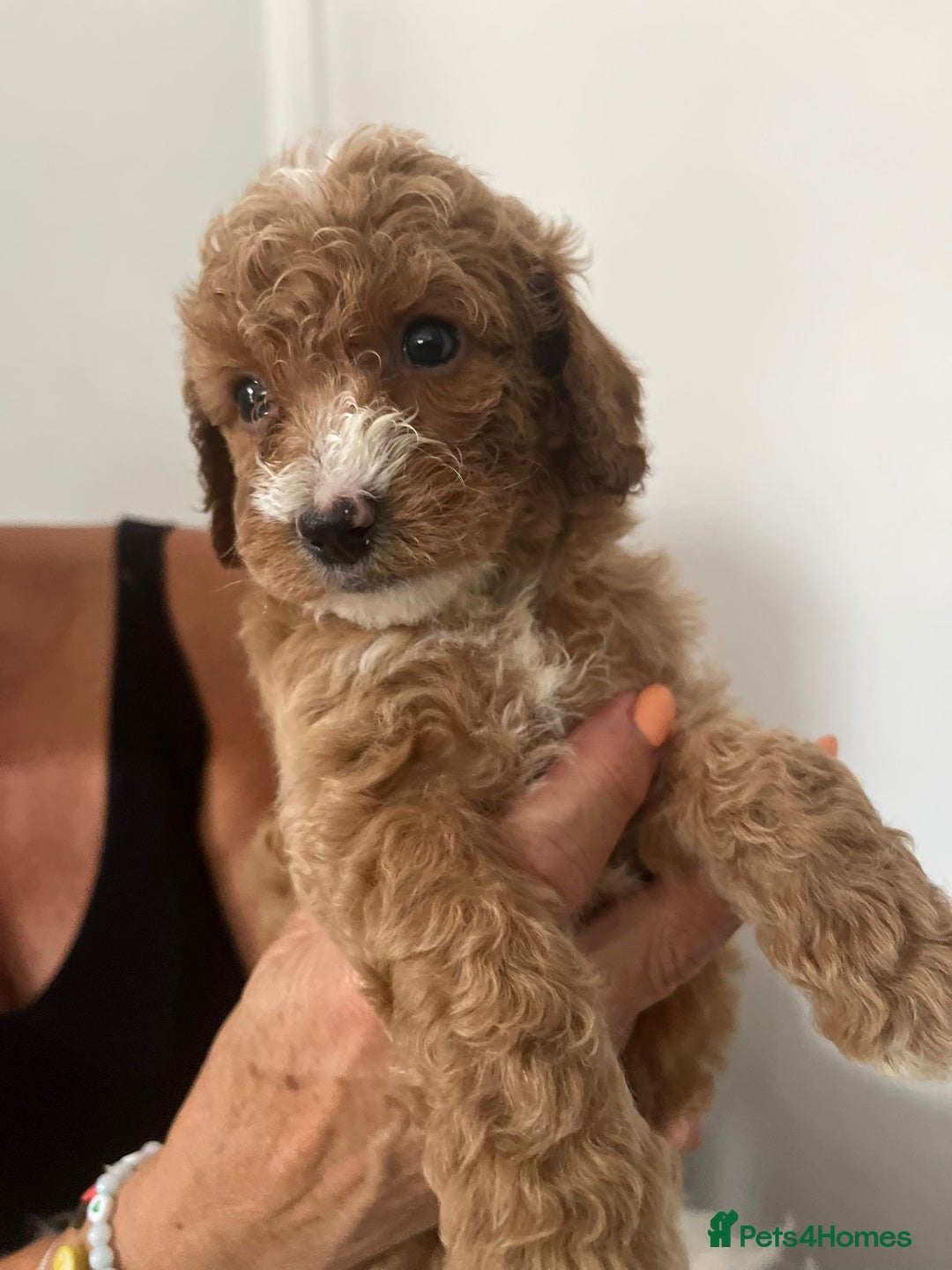 Australian Labradoodle dogs for sale: Australian Labradoodle  - Image 3