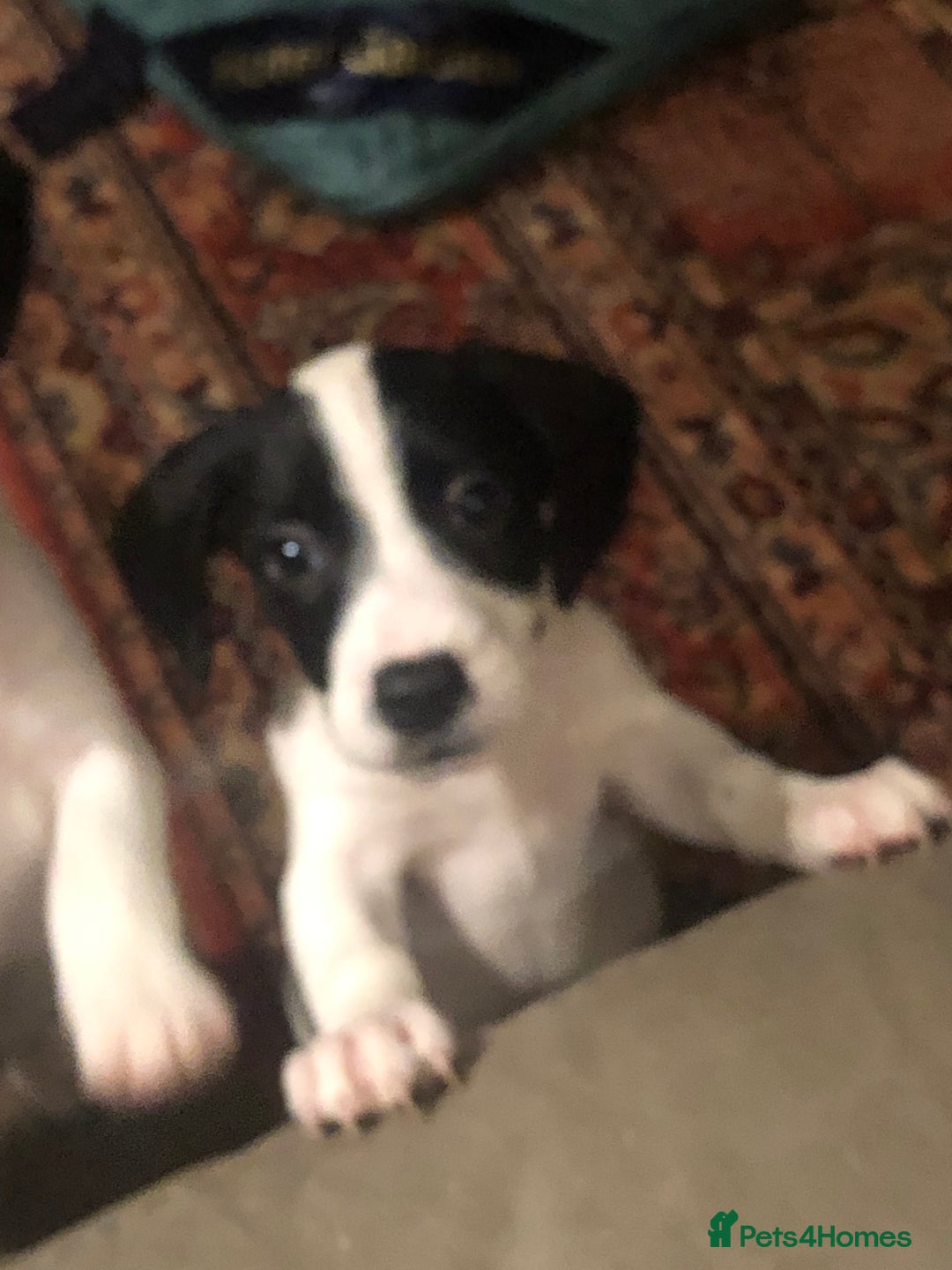 Jack Russell dogs for sale: Beautiful jack Russell puppies  - Advert 19