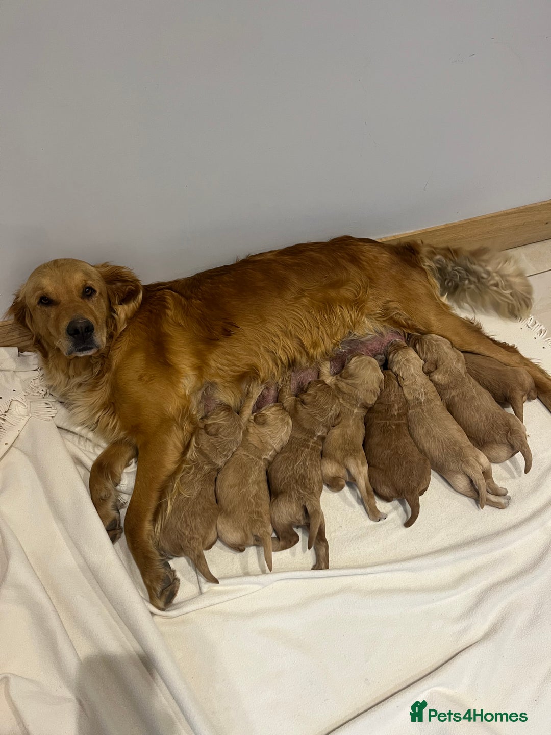 Goldendoodle dogs for sale: Gorgeous Goldendoodle Puppies  - Image 2