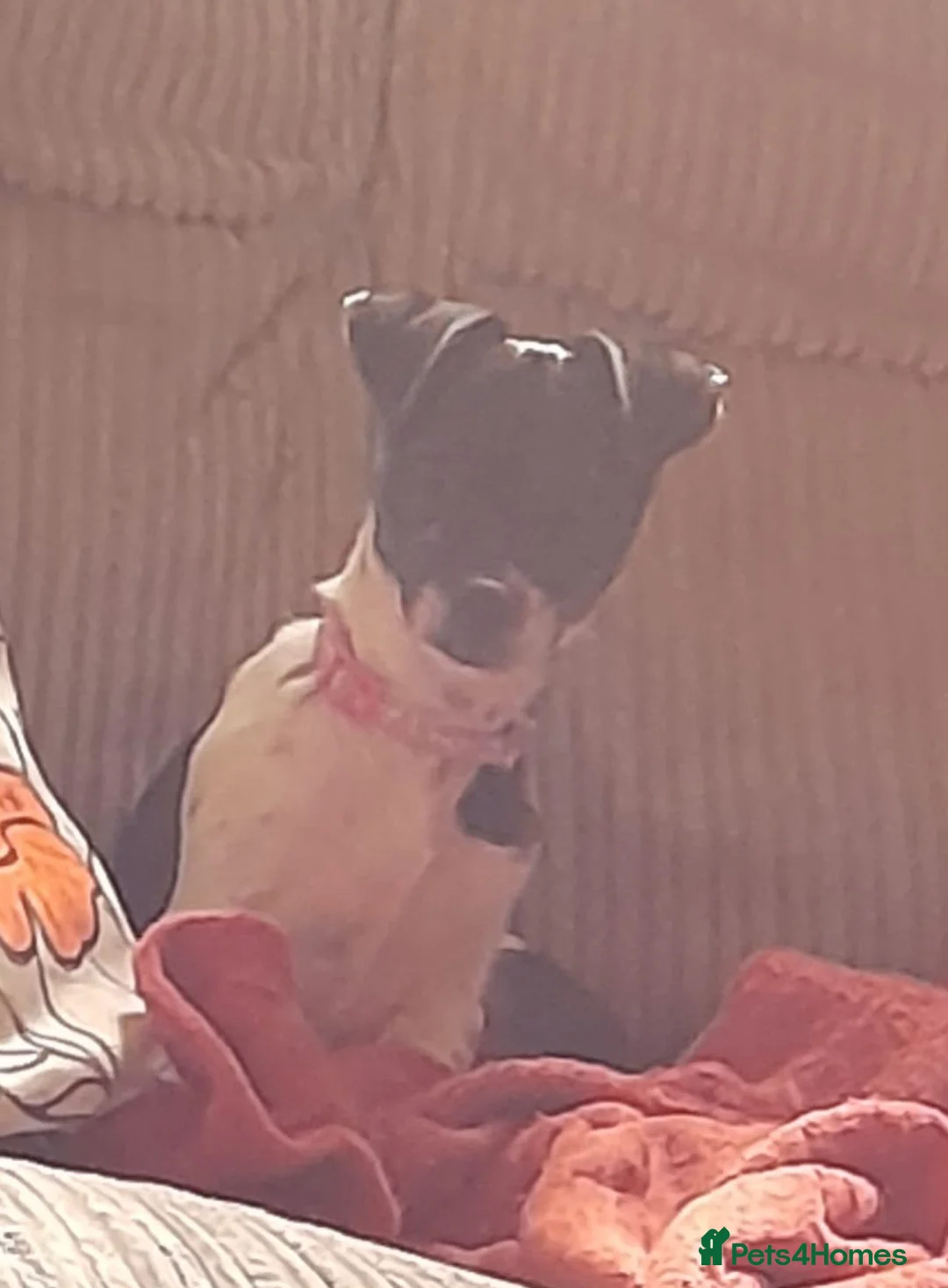Mixed Breed dogs for sale: 3/8 maltese.3/8Jack.2/8 Yorky - Advert 2