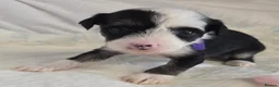 Chinese Crested dogs for sale: Pure Chinese Crested Puppies - Advert 10