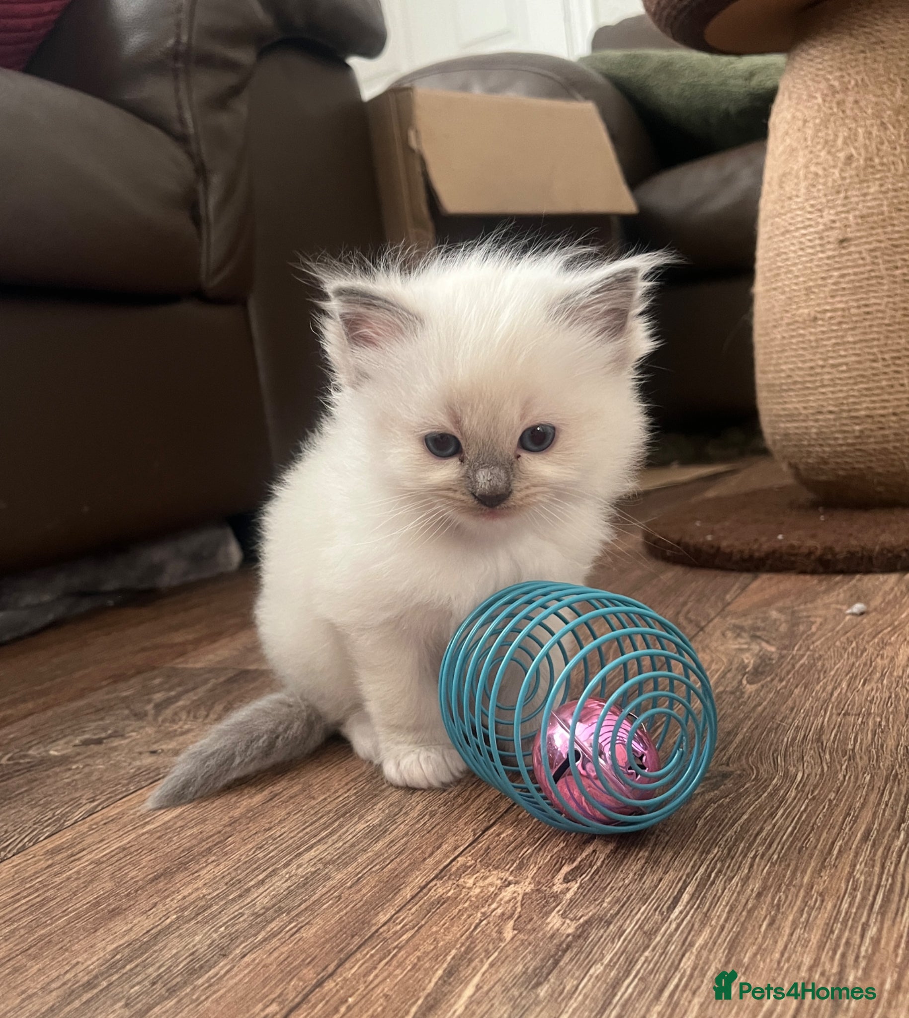 Ragdoll cats GCCF Registered Ragdoll Kittens  - Advert 1
