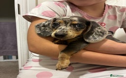 Miniature Dachshund dogs for sale: Miniature dachshund 11 weeks  - Image 3