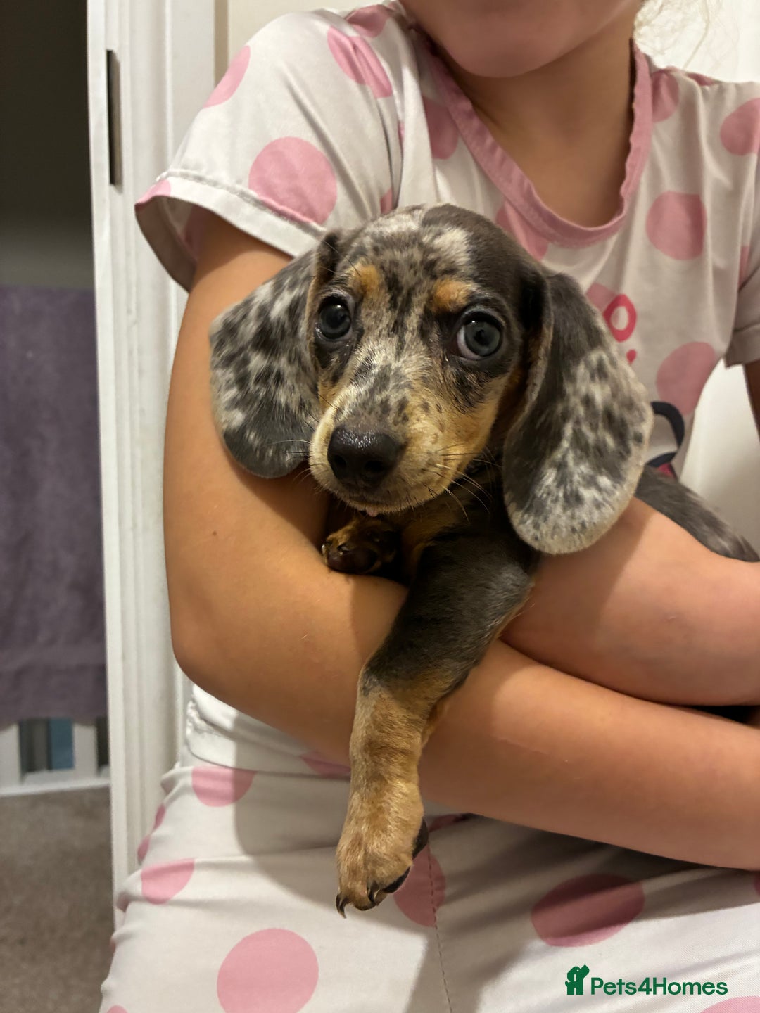 Miniature Dachshund dogs for sale: Miniature dachshund 11 weeks  - Image 3