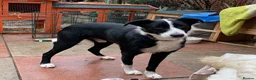 Mixed Breed dogs for sale: Collie mix pups in Gloucester - Advert 8