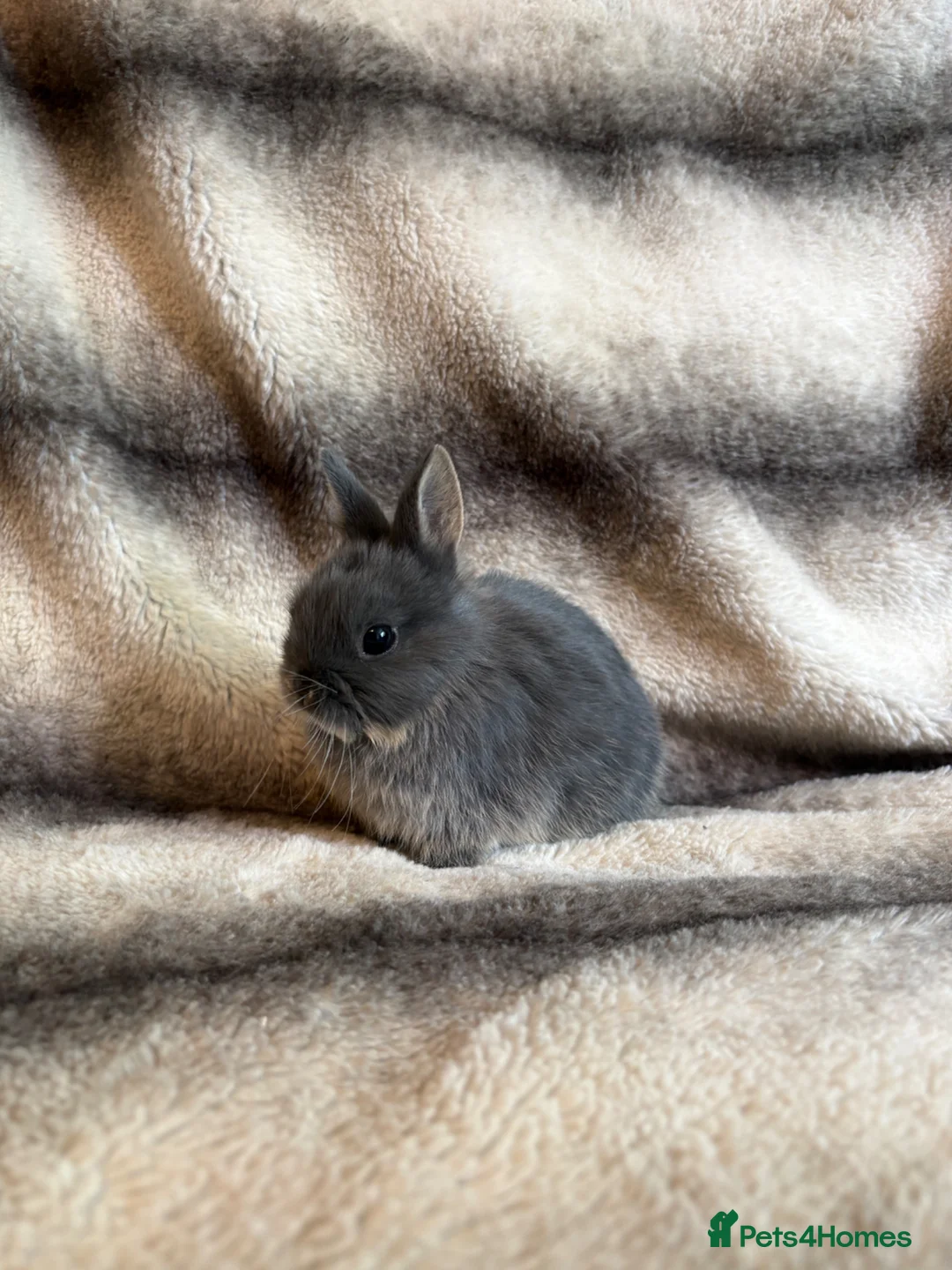 Netherland Dwarf rabbits for sale: Netherland Dwarf Babies🤍 in Barton-upon-Humber - Advert 2