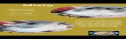 Hamster rodents for sale: Hamsters  - Advert 12
