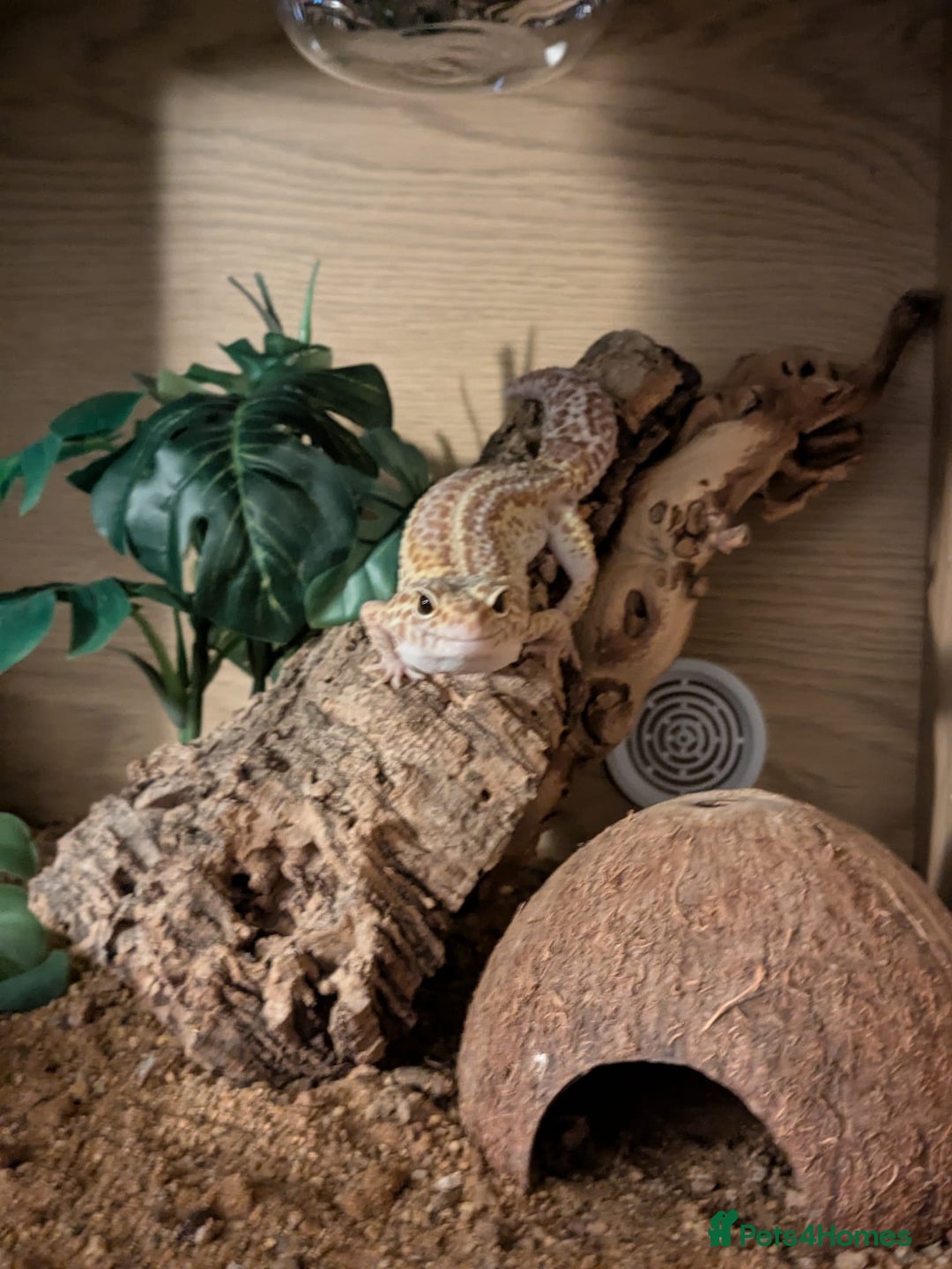 Leopard Gecko reptiles for sale: One leopard gecko for sale with enclosure - Image 3