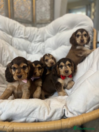 Cocker Spaniel dogs - Advert 10