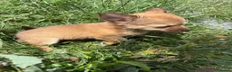 Mixed Breed dogs for sale: Chihuahua mix puppies available now - Advert 12