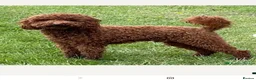 Maltipoo dogs for sale: Beautiful Red F1 Maltipoos - Advert 16