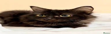 Ragcoon 1