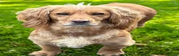Cocker Spaniel dogs for sale: WAITING LIST - KC Reg Working Cocker Spaniels - Advert 2