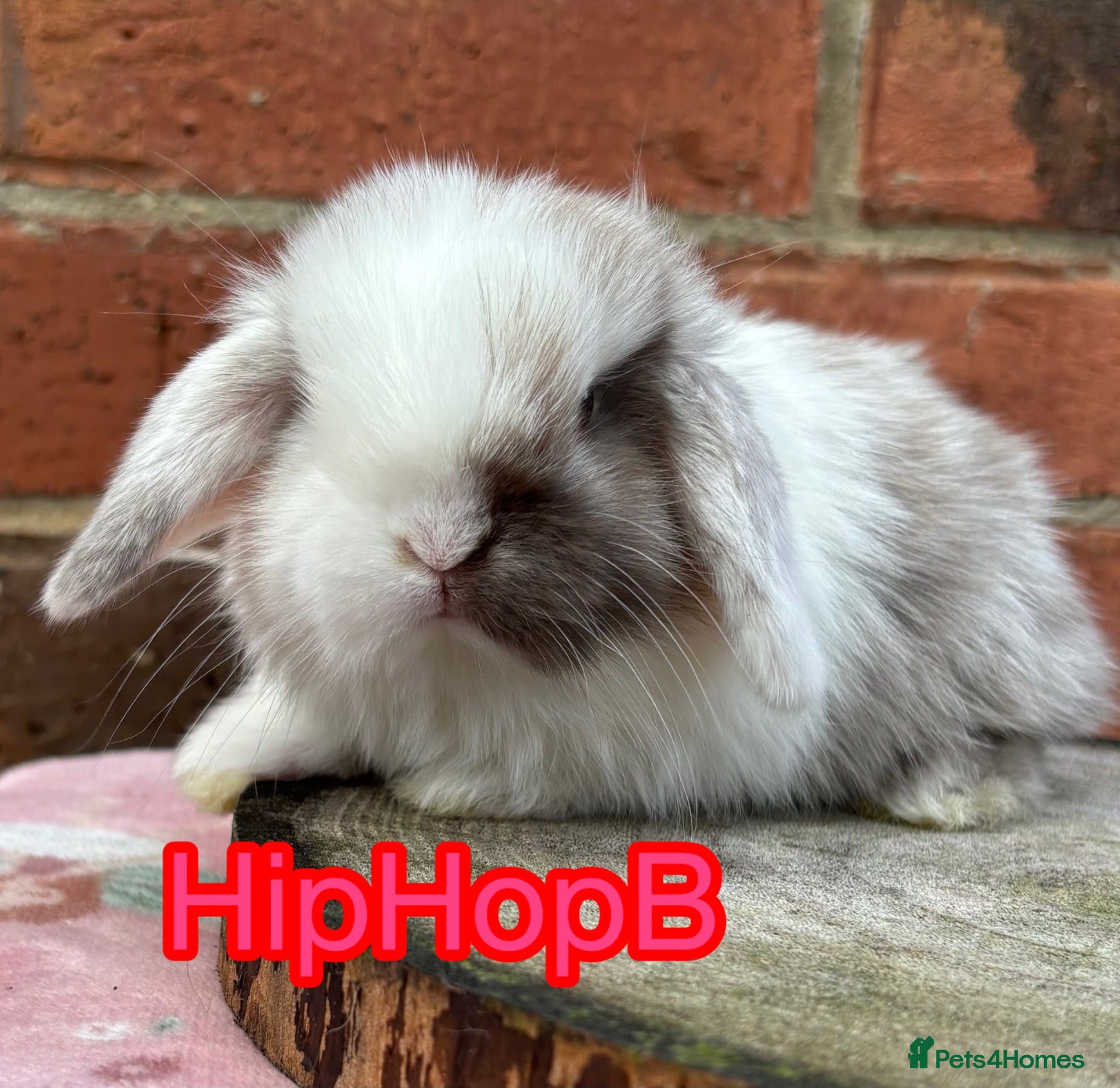 Mini Lop rabbits Pure bred pedigreed Mini lops  - Advert 4