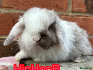 Mini Lop rabbits Pure bred pedigreed Mini lops - Advert 4