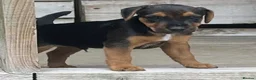 Mixed Breed dogs for sale: Russell x Lakeland pups - Advert 11