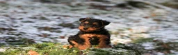Mixed Breed dogs for sale: Mixed breed - Advert 5
