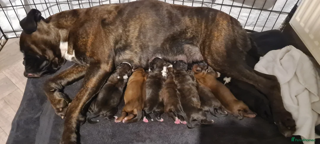 Boxer dogs for sale: Beautiful Puppies KC for Sale 🐶 - Advert 1